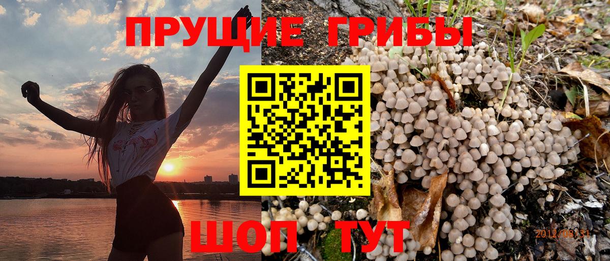 Губкинский  Галлюциногенные грибы Cubensis  Вход с VPN 